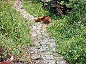 Zwei braune Hühner chillen auf einem sonnigen Steinweg im Garten, umgeben von üppigen grünen Pflanzen und hohem Gras, und schaffen so eine friedliche, ländliche Szene.
