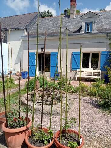 Ein hübsches Haus mit blauen Fensterläden, Topfpflanzen, die von Bambusstäben gestützt werden, einem runden Steinelement und einer Gartenbank unter einem sonnigen, teilweise bewölkten Himmel.