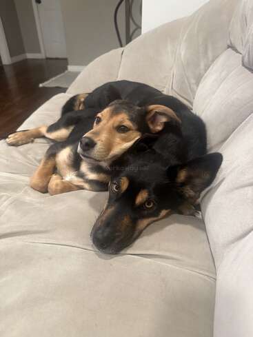 Dois cachorrinhos fofos estão aconchegados um ao lado do outro em um sofá cinza claro. Eles parecem relaxados e felizes, com as cabeças encostadas uma na outra, demonstrando pura amizade e conforto.
