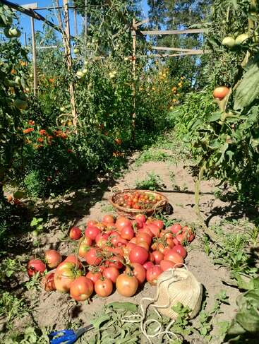Dans un jardin ensoleillé, des tomates rouges mûres sont récoltées et rassemblées sur le sol. Un panier de tomates cerises, de la ficelle et des ciseaux se trouvent à proximité.