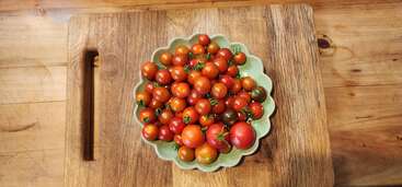 Eine gewellte grüne Schale mit bunten Kirschtomaten steht auf einem Holzbrett auf einem rustikalen Holztisch.