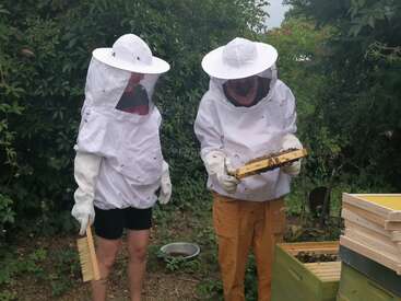 Duas pessoas vestindo trajes de proteção para apicultura inspecionam uma colmeia coberta de abelhas ao ar livre, rodeadas por vegetação. Uma delas segura um pincel, a outra, uma colmeia.