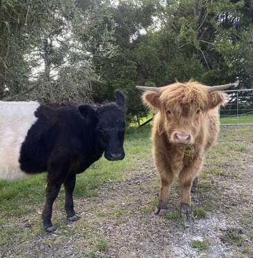 The image depicts two cows standing in a grassy field, with one cow featuring a brown coat and the other a black coat, both facing the camera.