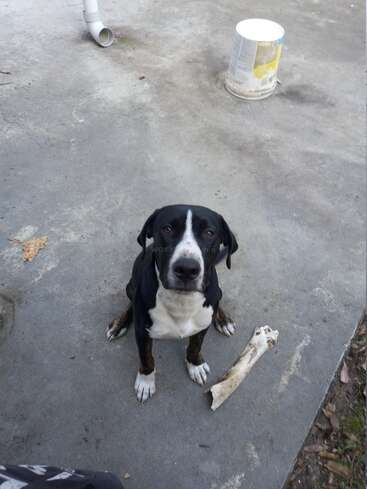 The image depicts a black and white dog sitting on a concrete floor, accompanied by a bone and a paint can, with a pipe visible in the background.