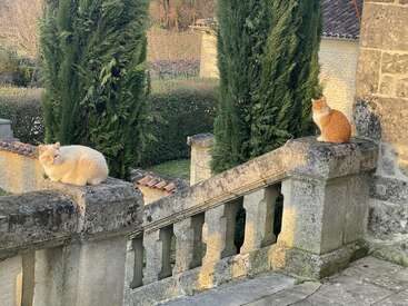 Zwei Katzen sitzen auf den gegenüberliegenden Steingeländern einer alten Treppe, umgeben von üppigem Grün, Zypressen und warmem Sonnenlicht, das einen ruhigen Garten beleuchtet.