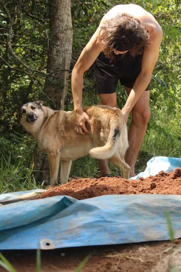 Ein Mann ohne Shirt in schwarzen Shorts streichelt oder schaut sich einen braunen Hund draußen an, in der Nähe von Bäumen und Dreck, der auf einer blauen Plane unter strahlendem Sonnenschein liegt.