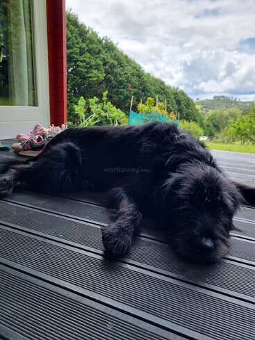 The image depicts a black dog lying on a deck, with trees and a cloudy sky in the background, featuring a white door and a pair of shoes to the left.