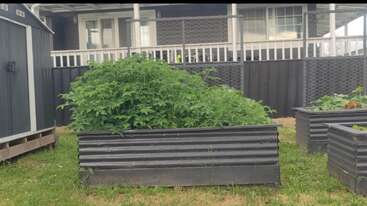 A raised metal garden bed filled with lush green plants sits on grass in front of a black and white house with a porch and railing.