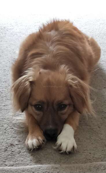 A fluffy brown dog with soulful eyes lies down on a carpet, front paws forward, looking up sadly. One paw is white, adding charm.