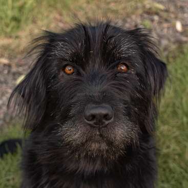 Ein Nahaufnahmefoto von einem zotteligen schwarzen Hund mit ausdrucksstarken braunen Augen, grauer Schnauze und drahtigem Fell, der draußen auf Gras und Kies sitzt und aufmerksam schaut.