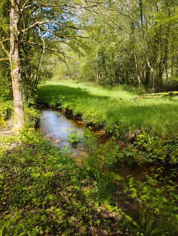 A peaceful woodland scene features a clear stream gently winding through lush green grass, surrounded by leafy trees and vibrant plants under bright, dappled sunlight.