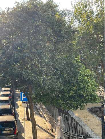 Une rue ensoleillée, bordée de voitures garées et de grands arbres feuillus, avec un trottoir longeant une clôture métallique décorative qui entoure un petit parc ou un jardin.