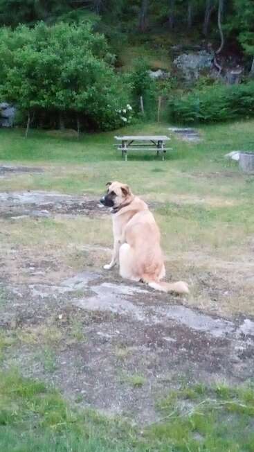 Un perro grande de color marrón claro está sentado sobre la hierba en un tranquilo parque. Árboles, arbustos, rocas y una mesa de picnic se ven al fondo, creando una escena tranquila.