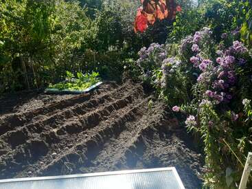 A sunlit garden features neatly plowed soil beds, vibrant purple flowers blooming to the right, dense green foliage in the background, and a small vegetable patch.