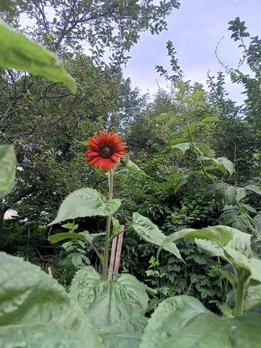 A single vibrant orange sunflower stands tall among lush green leaves, surrounded by dense trees and plants under a bright, partly cloudy sky. Nature thrives.