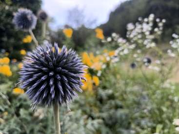A close-up of a spiky purple flower in sharp focus, with a blurred background of green foliage, yellow blooms, and white flowers on a sunny day.