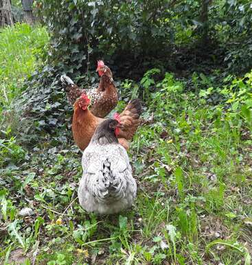 Three chickens stand on green grass among scattered plants and leaves. The background is filled with leafy bushes and trees, creating a lush natural environment.