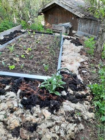 A garden bed with young vegetable plants is surrounded by a mulch layer of raw wool. In the background, there’s a rustic wooden shed.