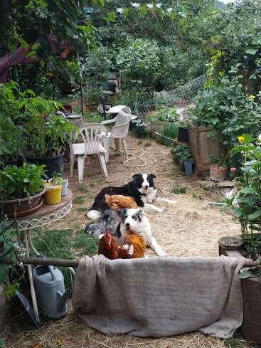 Em um jardim verde e exuberante, dois cães e três galinhas relaxam juntos perto de cadeiras espalhadas, vasos de plantas e ferramentas de jardinagem, criando uma cena aconchegante e rústica.