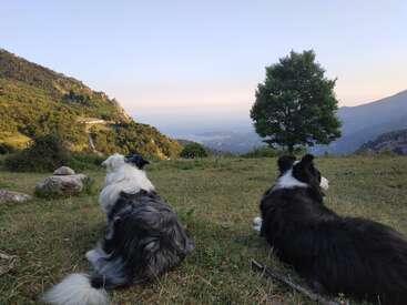 Dois cães descansam em uma colina gramada, observando pacificamente uma vista distante de montanhas, vales e uma árvore solitária sob um vasto céu azul.