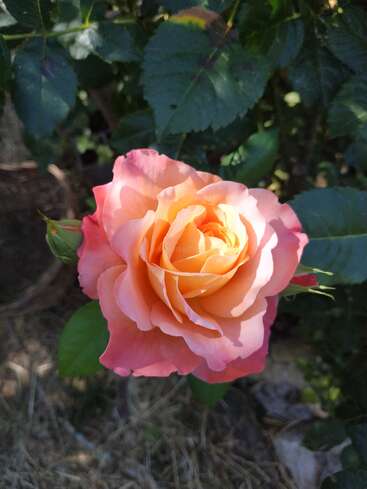 Uma linda rosa pêssego e rosa floresce em meio a folhas verdes. A luz do sol destaca suas pétalas delicadas. Um pequeno botão de rosa cresce nas proximidades, prometendo flores futuras. A arte da natureza.