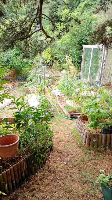 Um caminho de jardim exuberante ladeado por canteiros elevados, plantas verdes, um vaso de ervas, uma estufa e cercado por árvores, exalando uma vibração natural e pacífica.