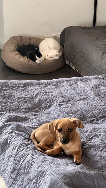 A small brown puppy lies on a gray quilted bed, looking at the camera. In the background, two cats sleep snuggled together in a cozy pet bed.