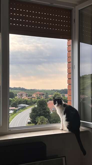 A black and white cat sits on a windowsill, gazing outside at a quiet suburban neighborhood, green trees, winding road, and a cloudy sky. Peaceful scene.