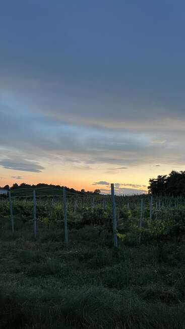 A serene vineyard stretches into the distance under a dramatic evening sky, with soft orange hues of sunset and lush greenery creating a peaceful summer scene.