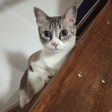 Um gato curioso com olhos grandes e expressivos espreita por cima da borda de uma escada de madeira. Seu pelo é branco com manchas cinzas, parecendo muito alerta.