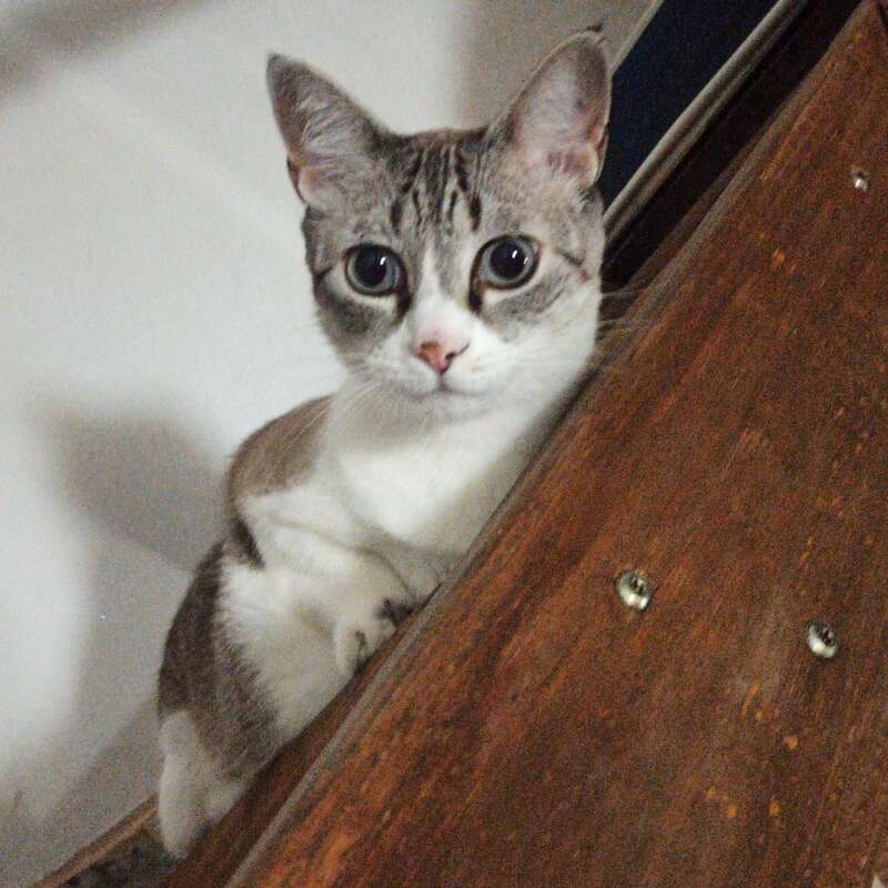 Un curioso gato de ojos grandes y expresivos se asoma por el borde de una escalera de madera. Su pelaje es blanco con manchas grises, parece muy alerta.