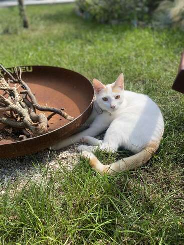 Eine weiße Katze mit orangefarbenen Abzeichen liegt im grünen Gras neben einer rostigen Metallschüssel, die mit Ästen gefüllt ist. Das Sonnenlicht schafft eine friedliche, entspannte Szene im Freien.
