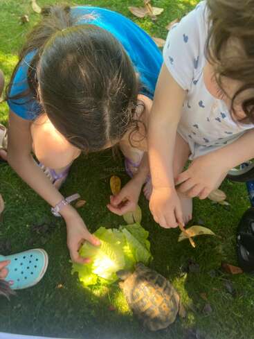 Two children sit on green grass, curiously feeding a small tortoise with fresh lettuce leaves. Sunlight filters through, creating a peaceful, outdoor learning moment.