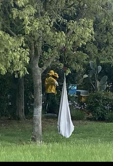 Two people in yellow protective suits stand under trees, tending to a beehive. A white cloth bag hangs from a branch in a green garden.