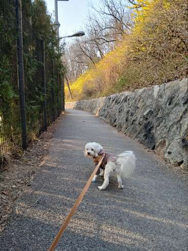 A small white dog wearing a brown jacket walks on a paved path, looking back. Trees and yellow flowers line the path under a clear sky.