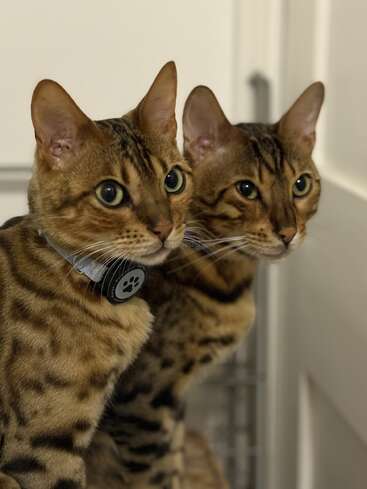 Zwei Bengalkatzen mit auffälligem geflecktem Fell sitzen eng beieinander. Beide haben einen aufmerksamen Blick, und eine trägt ein Halsband mit einem Anhänger in Form eines schwarzen Pfotenabdrucks.
