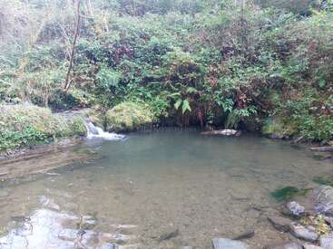 Uma piscina clara e rasa reflete a vegetação ao redor. Samambaias, musgo e plantas frondosas crescem densamente nas margens. Uma pequena cachoeira flui suavemente sobre as rochas. Cena tranquila e natural.