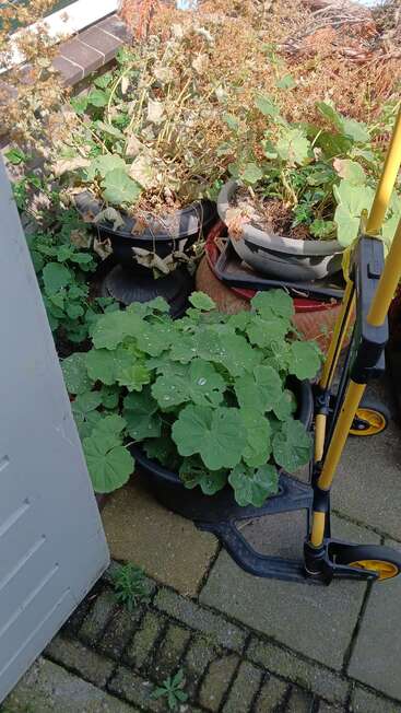 This image shows potted plants with green and dried leaves in a small outdoor area, near a yellow scooter, and a partially open white door.