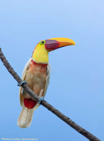 Ein farbenfroher Tukan hockt auf einem schrägen Ast vor einem klaren blauen Himmel. Sein leuchtend gelber, orangefarbener und roter Schnabel ist ein echter Hingucker.