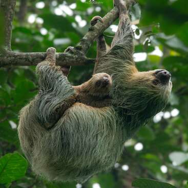 A mother sloth hangs upside down from a tree branch with her baby clinging to her, surrounded by lush green leaves in a tropical forest.