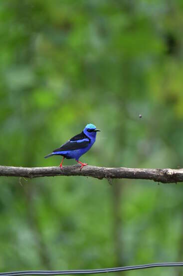 Un oiseau bleu vif aux pattes rouges est perché sur une branche d'arbre, sur fond vert flou. La scène est paisible, naturelle et magnifiquement colorée.