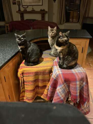 Três gatos estão sentados, atentos, em banquitos cobertos por mantas coloridas, numa cozinha aconchegante. Eles parecem curiosos, rodeados por uma iluminação acolhedora e uma decoração caseira.