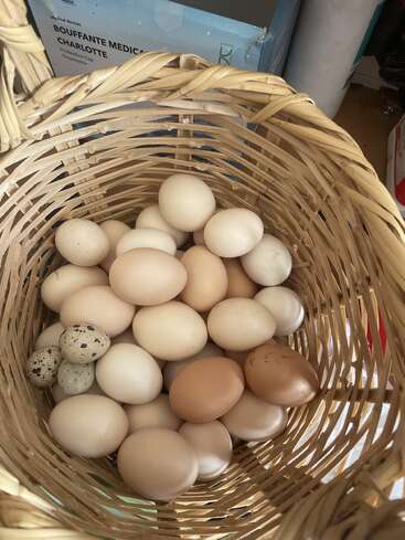 Un panier en osier rempli d'œufs de toutes sortes, principalement des œufs de poule bruns et blancs, avec quelques petits œufs de caille mouchetés nichés dans un coin.