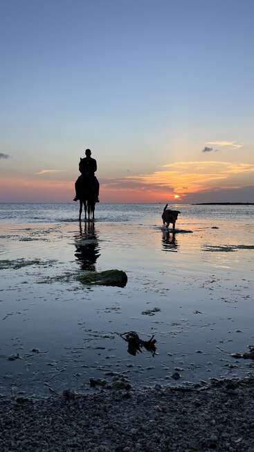 Au coucher du soleil, un cavalier et un chien se tiennent dans l'eau peu profonde, leurs reflets se dessinant à la surface. Le ciel au-dessus est clair et serein.
