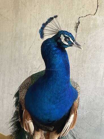 Un paon d'un bleu éclatant se détache sur un mur beige fissuré. Sa crête élégante et son plumage irisé sont mis en valeur, révélant toute la beauté et la finesse de la nature.