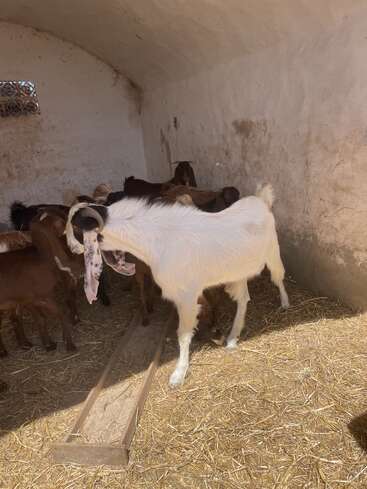 Une chèvre blanche aux grandes cornes recourbées se tient dans un enclos baigné de soleil, en compagnie de plusieurs chèvres brunes, sur un sol recouvert de paille, tandis que la lumière pénètre à flots par une petite fenêtre.