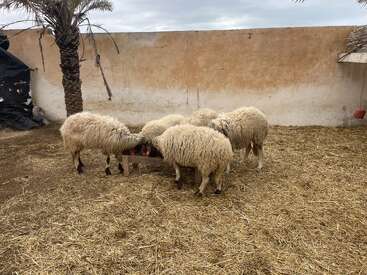 Cinq moutons au pelage duveteux se tiennent dans un enclos recouvert de paille, blottis autour d'une mangeoire. Un palmier et un mur patiné par le temps composent ce décor rustique et paisible.