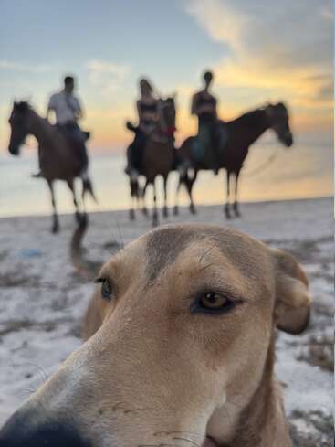 Gros plan sur le visage d'un chien sur une plage de sable, avec trois personnes à cheval en arrière-plan, floues, au coucher du soleil au bord de la mer.