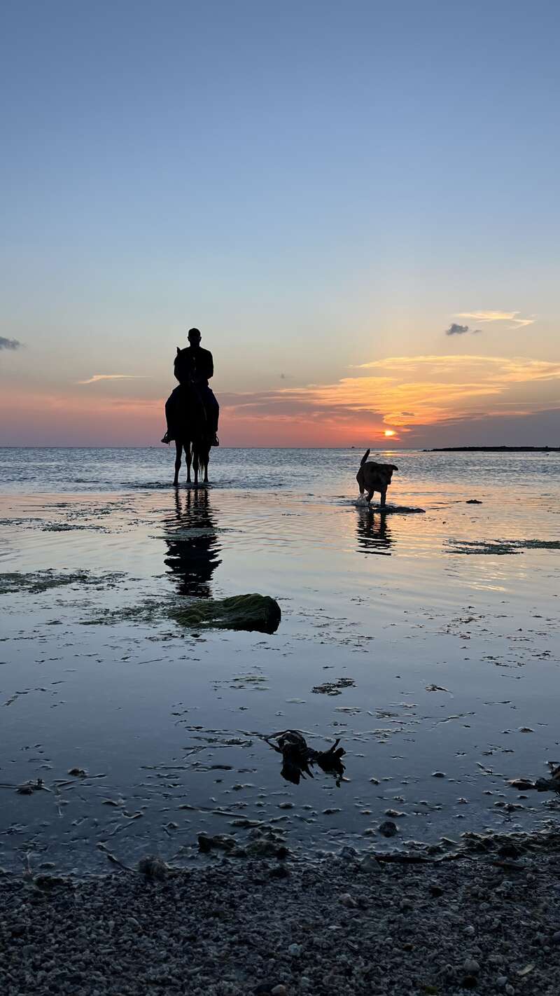 Au coucher du soleil, un cavalier et un chien se tiennent dans l'eau peu profonde, leurs reflets se dessinant à la surface. Le ciel au-dessus est clair et serein.