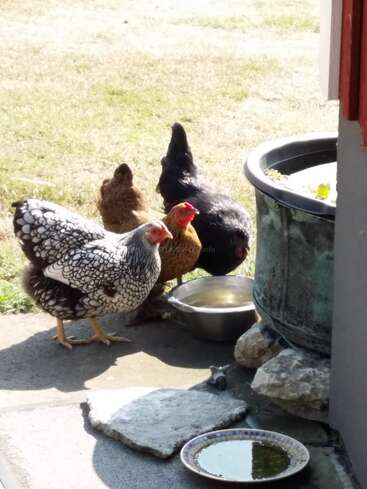 L'image représente trois poules debout sur un patio en béton, entourées d'un bol d'eau, d'une grande jardinière et d'un petit plat d'eau, avec une zone herbeuse à l'arrière-plan.